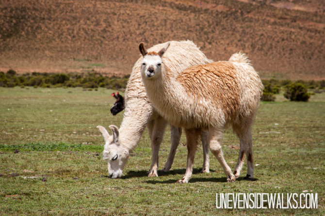 Llamas on the plains of Bolivia